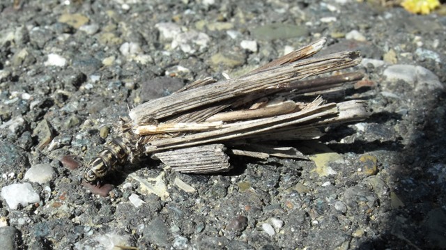 Larva stranissima - Psychidae